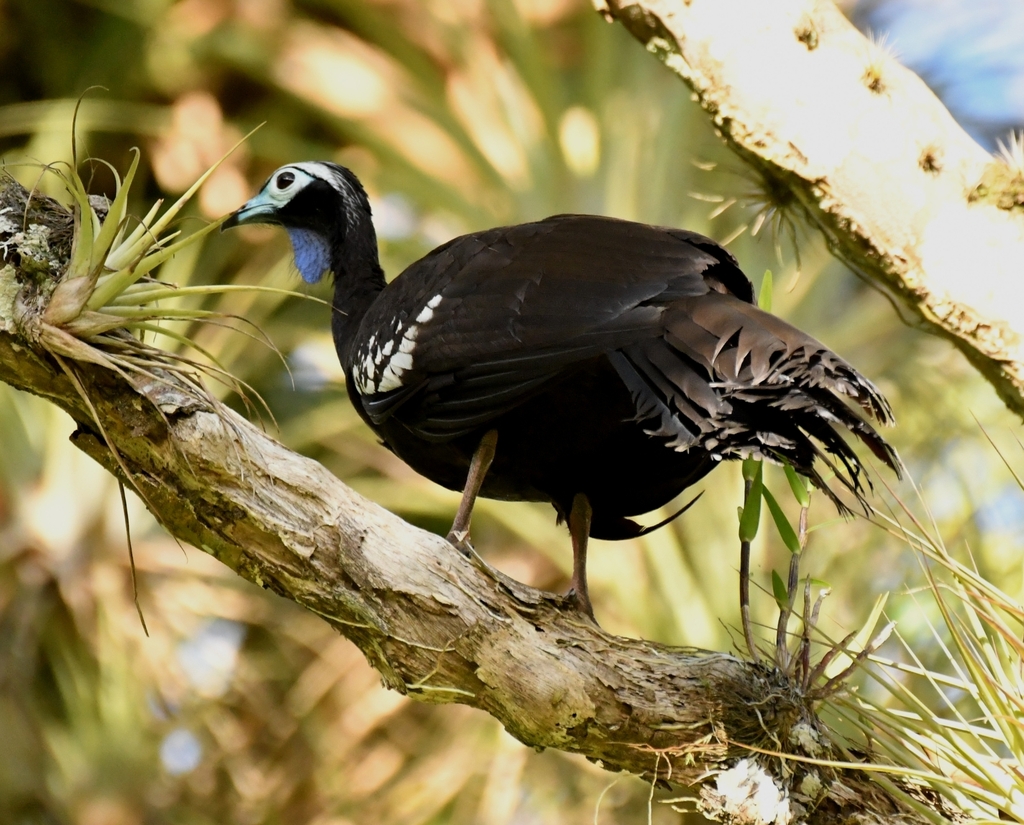 Trinidad Piping-Guan photo