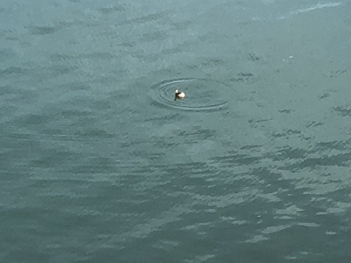 Little Grebe