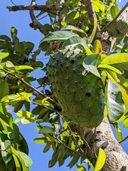 Annona muricata image