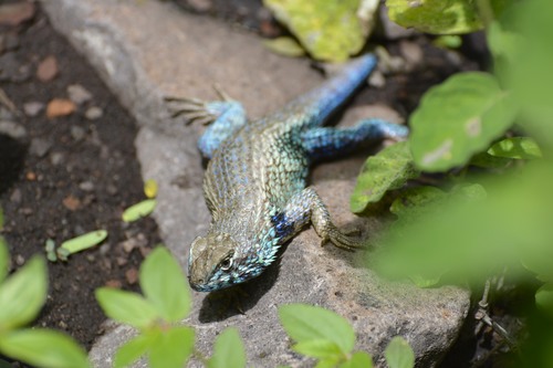 Horrible Spiny Lizard