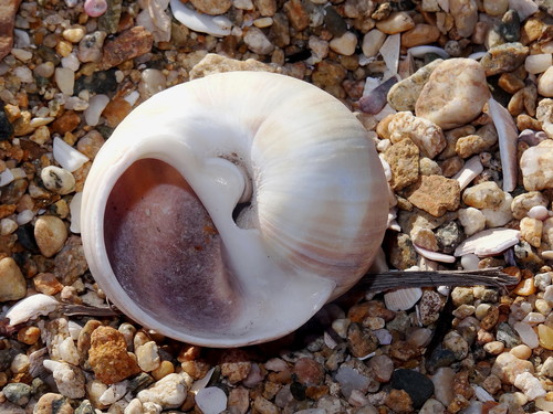 Cryptonatica janthostoma