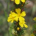 Hibbertia fasciculata - Photo (c) andrewsteward, all rights reserved, uploaded by andrewsteward