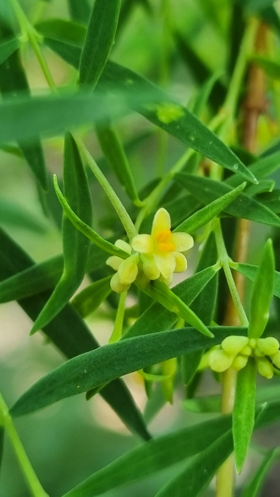 Stringbarks from Binna Burra on February 26, 2023 at 09:25 AM by Delma ...