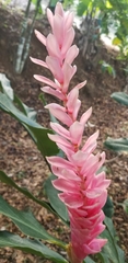 Alpinia purpurata image