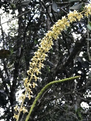 Epidendrum cylindrostachys image