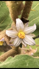 Image of Solanum quitoense