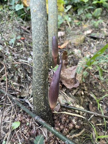 dracontium (Dracontium asperum)