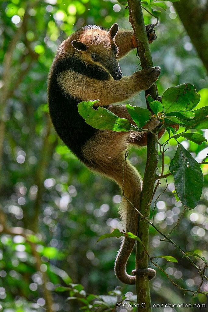 Northern Tamandua from Soberania, Panamá, Panamá, Panama on February 20 ...