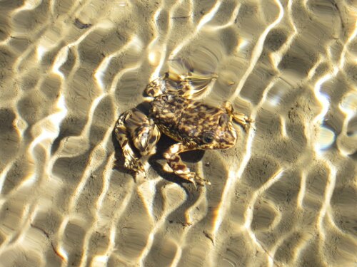 iNaturalist observation photo of Sierra Nevada Yellow-legged Frog