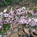 Prunus prostrata concolor - Photo (c) Iskander Satekov, todos los derechos reservados, subido por Iskander Satekov
