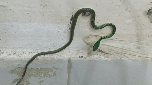 Spotted Bush Snake
