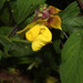 Calceolaria trilobata - Photo (c) Ruth Ripley, all rights reserved, uploaded by Ruth Ripley