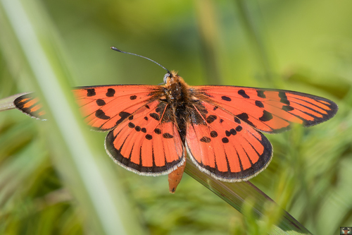 Scarlet Acraea
