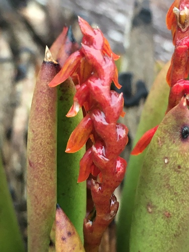 Teres Orchid