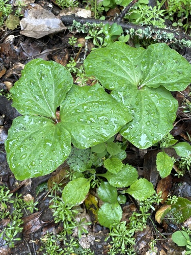 Giant Wakerobin foliage