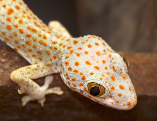 Tokay Gecko