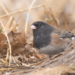 Montana Oregon Junco - Photo (c) Draginous, all rights reserved, uploaded by Draginous