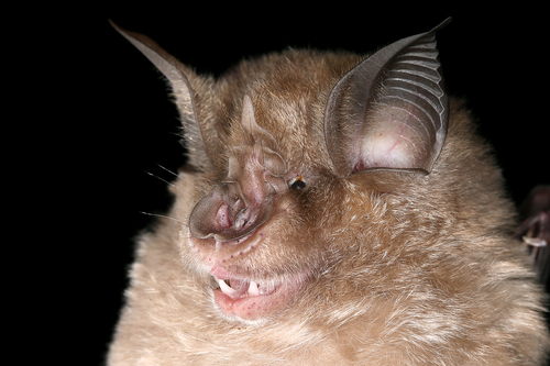 Greater Horseshoe Bat