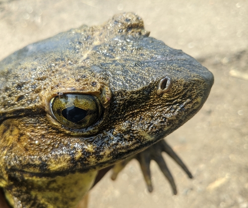 Goliath Frog