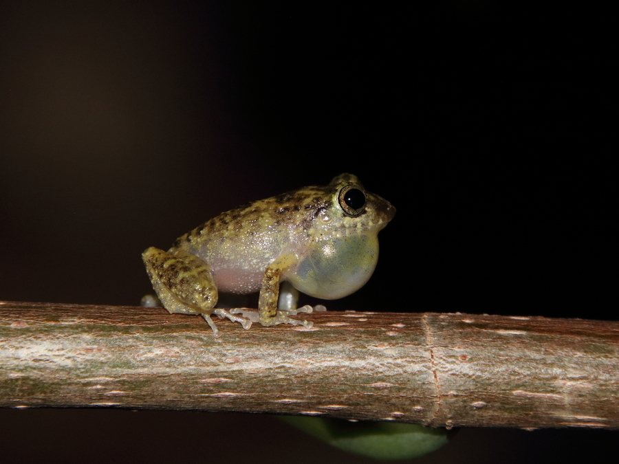 Eleutherodactylus bartonsmithi (Herps of Eastern Cuba) · iNaturalist