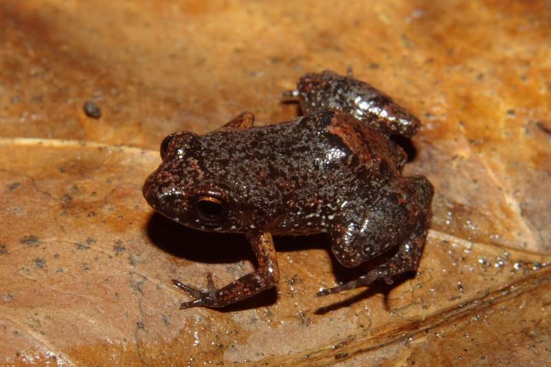 Eleutherodactylus tetajulia (Herps of Eastern Cuba) · iNaturalist