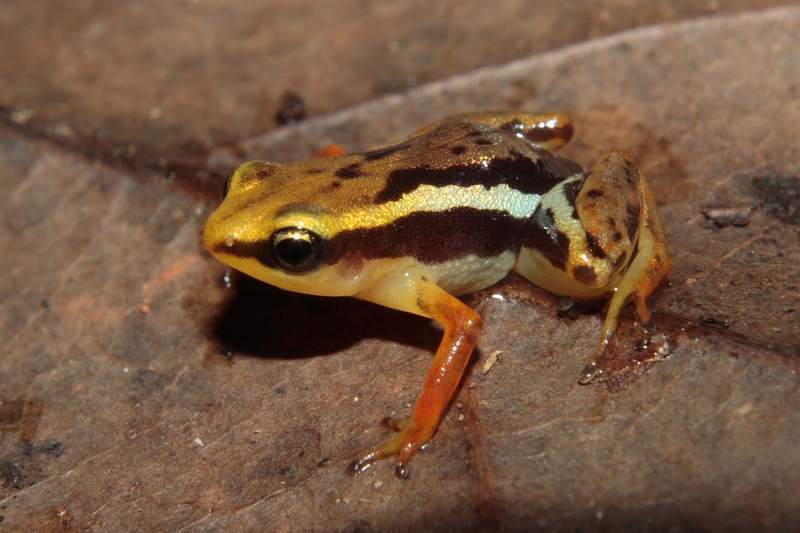 Eleutherodactylus orientalis (Herps of Eastern Cuba) · iNaturalist