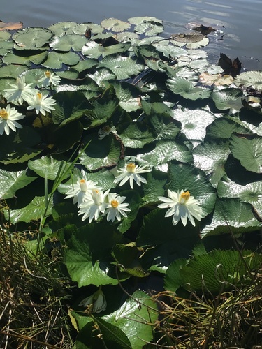 Egyptian white water-lily