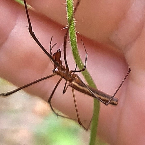 Tetragnatha nitens
