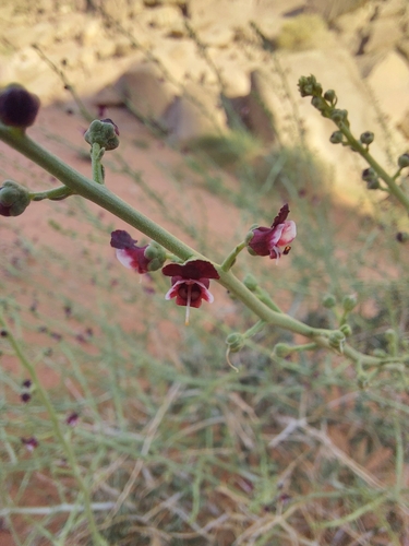 Scrophularia deserti