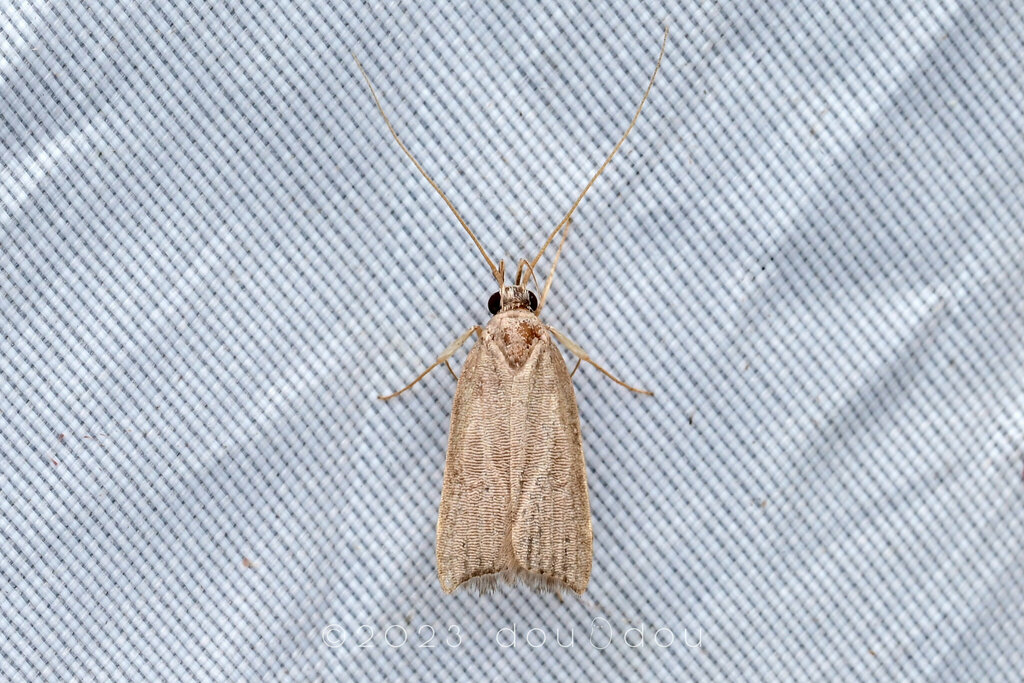 Torodorinae from 中国海南省昌江黎族自治县霸王岭 on January 12, 2023 at 0940 PM by 豆豆