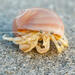 Long-claw Hermit Crab - Photo (c) Chris Rorabaugh, all rights reserved, uploaded by Chris Rorabaugh