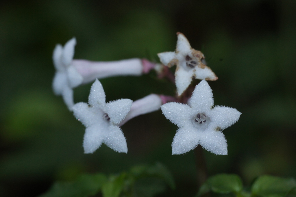 Ophiorrhiza japonica (Ophiorrhiza japonica)