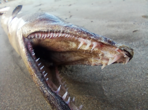 Pacific Spoon-nose Eel