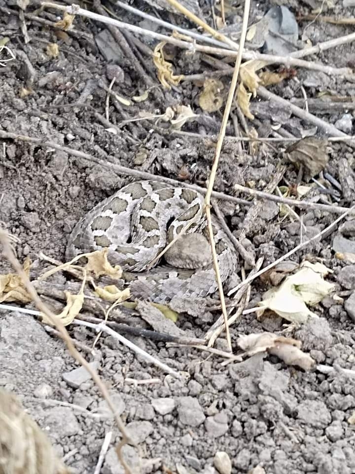 Mexican Pygmy Rattlesnake from 75872 Pue., México on February 28, 2023 ...