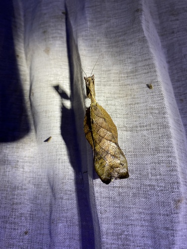 Acanthops elegans · iNaturalist