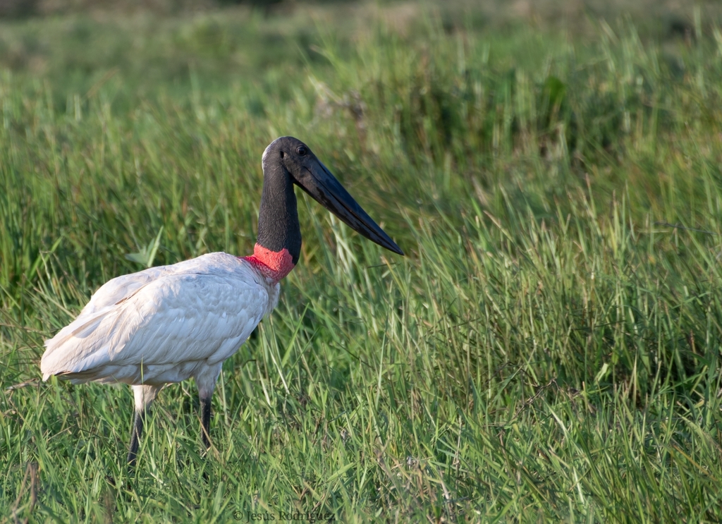 Jabiru from Balancán, Tab., México on March 30, 2022 at 05:25 PM by ...