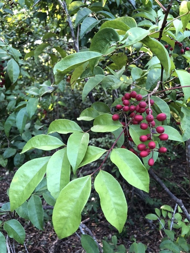 Picramniaceae