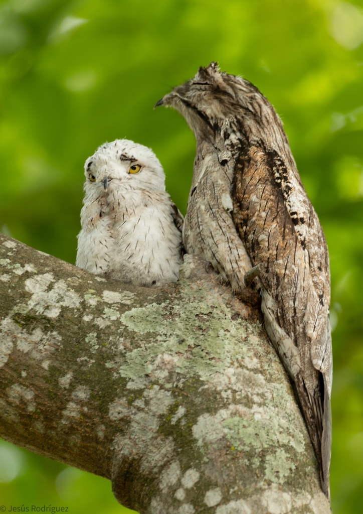 Northern Potoo (Nyctibius jamaicensis) photo
