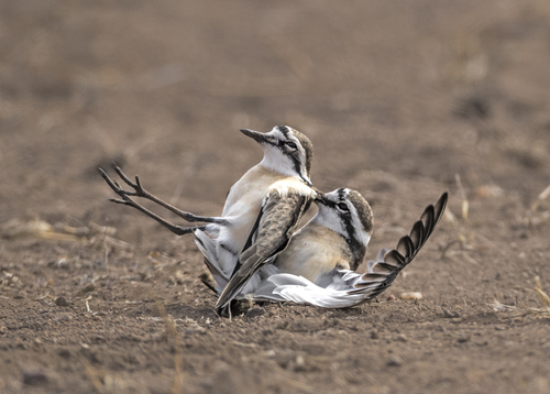 Kittlitz's Plover