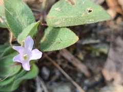 Ruellia blechum image