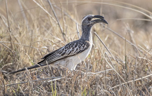 African Gray Hornbill