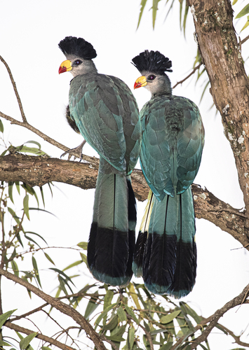 Great Blue Turaco