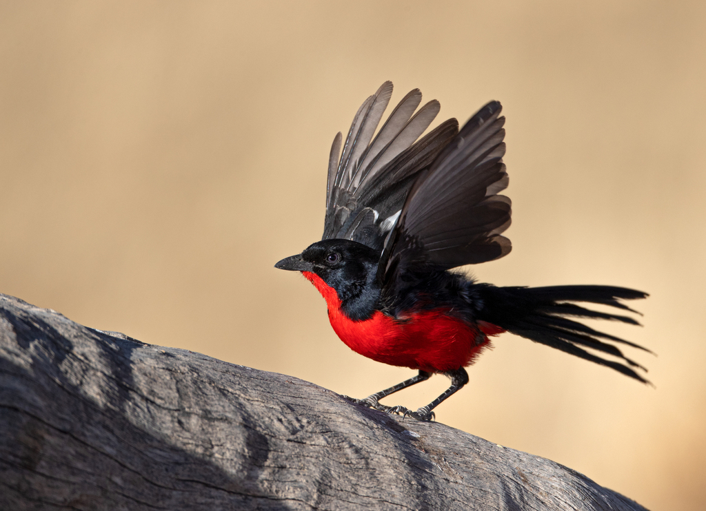 Crimson-breasted Gonolek (Laniarius atrococcineus) · iNaturalist
