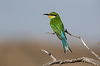 Swallow-tailed Bee-Eater - Photo (c) Ilya Raskin, all rights reserved, uploaded by Ilya Raskin