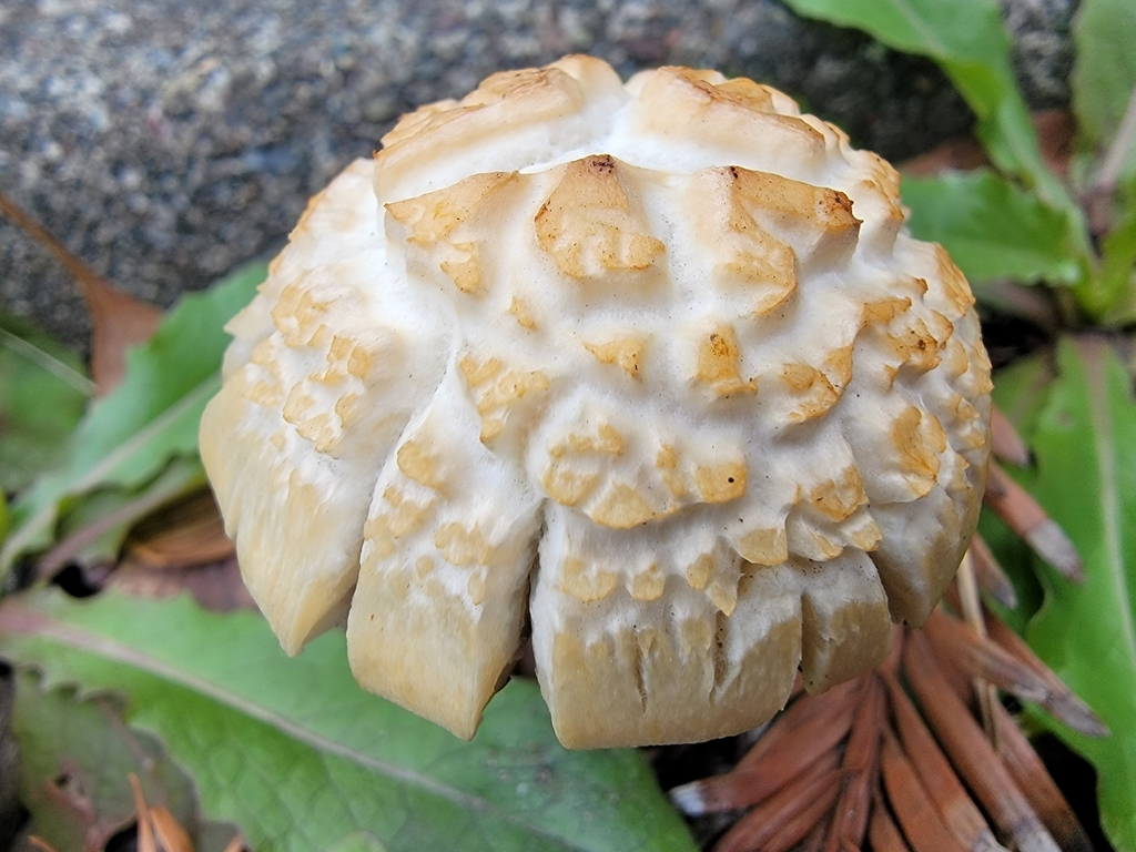 Mulch Maids from Petaluma, CA, USA on February 03, 2023 at 0231 PM by