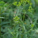 Coastal Burnweed - Photo (c) Richie Southerton, all rights reserved, uploaded by Richie Southerton