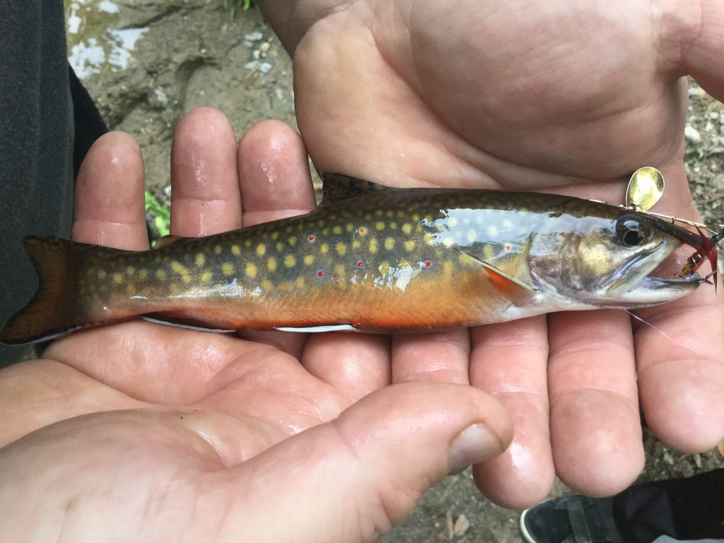 Brook Trout from 41 Powers Rd, Hollis, NH, US on September 30, 2018 at