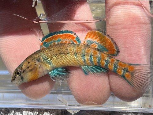 Orangethroat Darter
