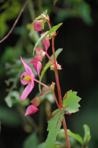 Ala de Ángel (Begonia gracilis) · NaturaLista Mexico