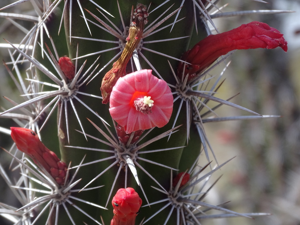 Octopus Cactus (Stenocereus alamosensis)  iNaturalist